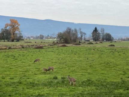 Columbian white-tailed deer in a field