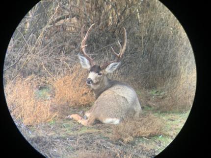 Kahlotus Buck Observed on Survey. 