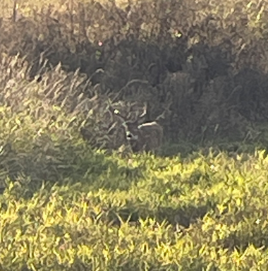 Columbia white-tailed buck in a field