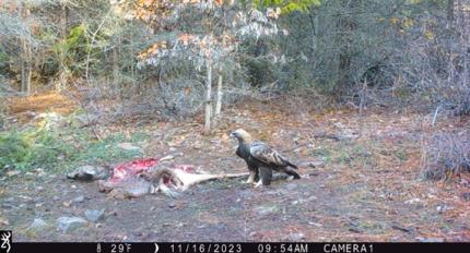 Trail camera photo of a golden eagle landed on the ground next to a deceased deer. 