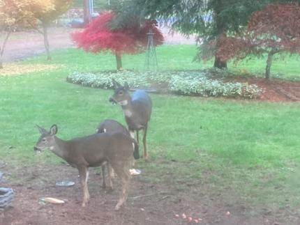 Three deer in a yard, one with a double throat patch