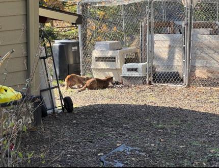 Cougar kittens eating a chicken near a fence