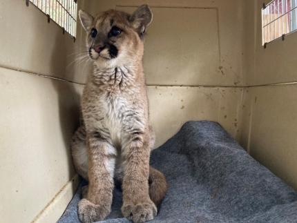 A cougar kitten in a carrier