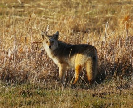   Coyote observed hunting for rodents in Whitman County. 