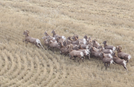 Large group of bighorn sheep trotting through wheat stubble. 