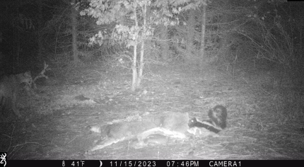 Cougar giving a scavenging skunk a wide berth at a deer carcass. 