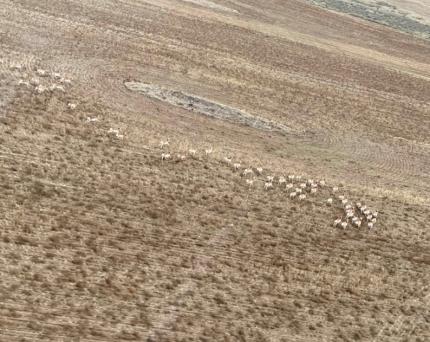Pronghorn observed during the flight survey. 