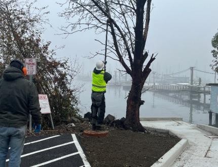 Dead tree removal at Boston Harbor Ramp.