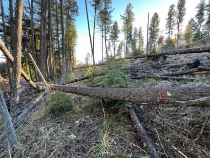 Trees on fence next to area logged by Washington Department of Fish and Wildlife. 