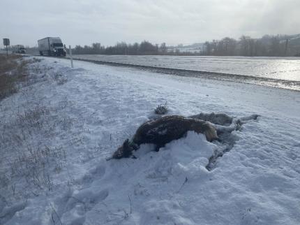 A deceased deer in the snow