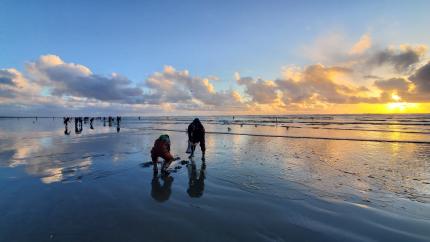 Washington Department of Fish & Wildlife Reduces Razor Clam Dig to One Day  This Week - GraysHarborTalk