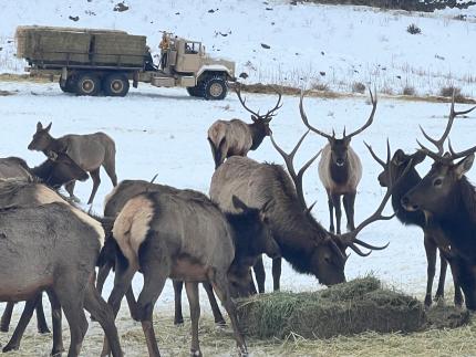 Elk feeding in snow with feeding truck in background