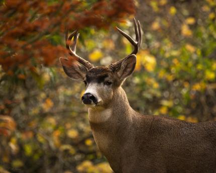 Portrait of a blacktail deer buck and autumn foliage