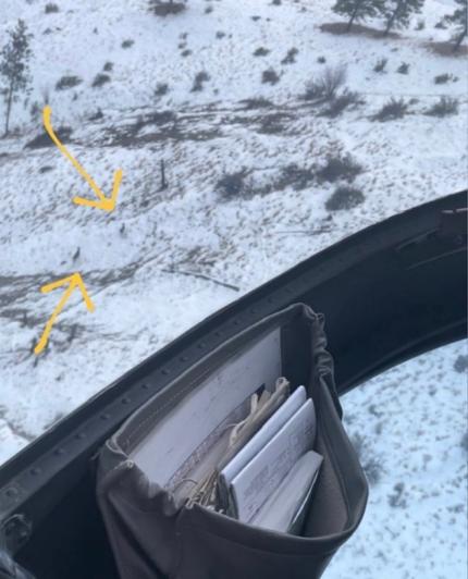 Mule deer viewed from the helicopter during aerial surveys.