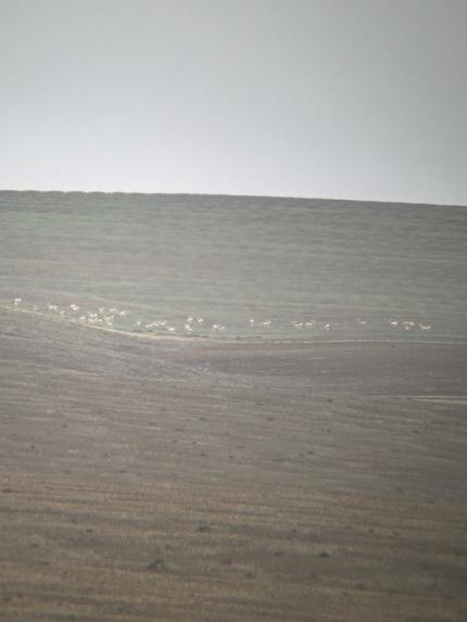 Large herd of 39 pronghorn in the Horse Heaven Hills.