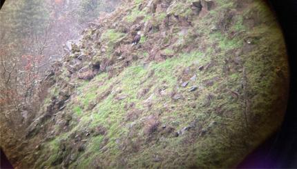 Injured eagle hopping on cliffs along the Klickitat River.