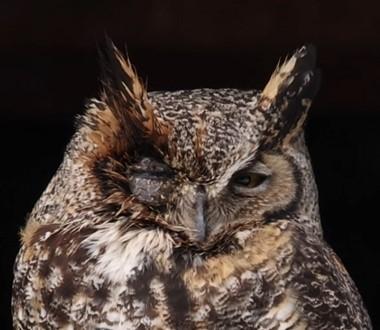 Great horned owl with injury to its right eye.