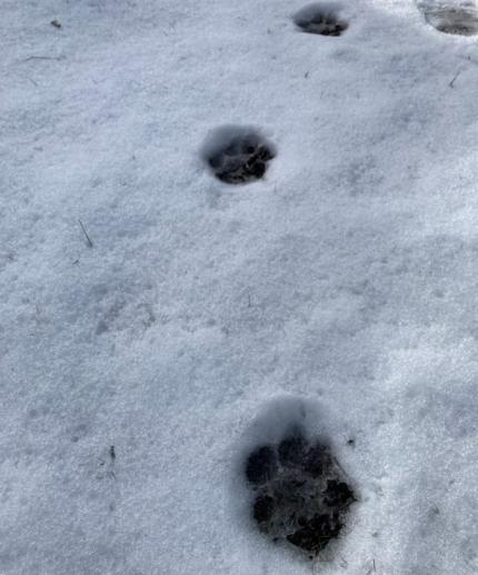 Cougar tracks in the snow.