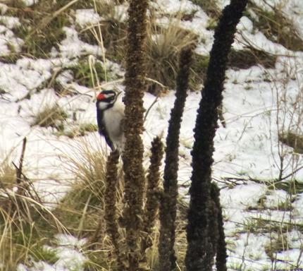 A male downy woodpecker.