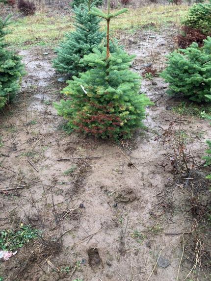 Deer tracks and deer damage to a young Christmas tree.