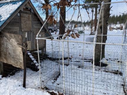 Existing chicken pen with gaps that were currently accessible to bobcats.