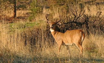 White-tail buck in the rut. 