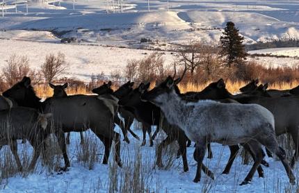 White haired elk at Joe Watt feed site.