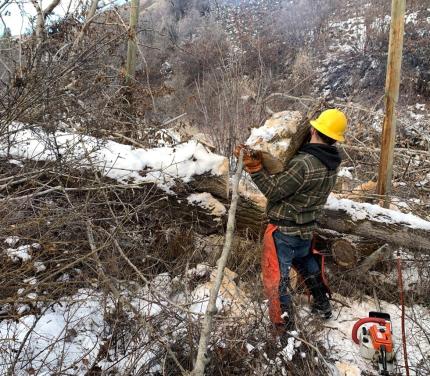 Natural Resource Technician Blore removing a tree from the elk fence.