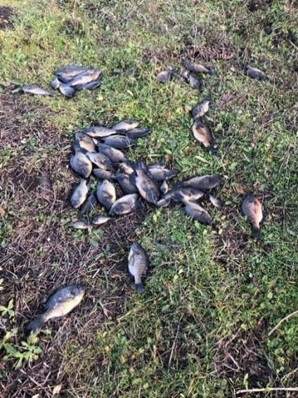 Scatter Creek Wildlife Area. Flooding in mina mounds; “Prairie Bluegill”.