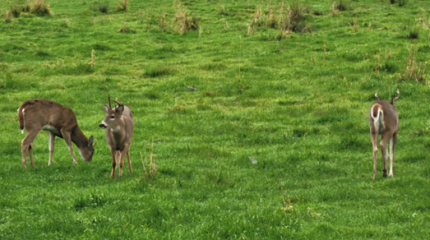 Three young Columbian white-tailed deer males on Puget Island.