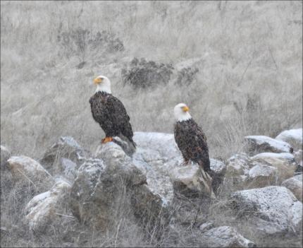 Douglas County – Bald Eagles 