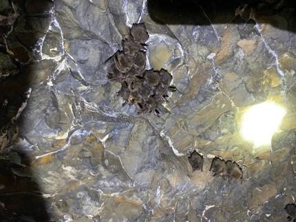 Bat hibernacula counts at Boulder Cave.