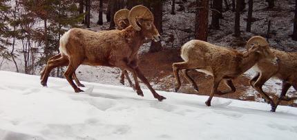 A group of bighorn