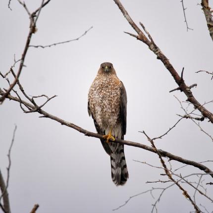 Coopers Hawk near Scotch Creek Wildlife Area. 