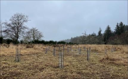 A field with new trees