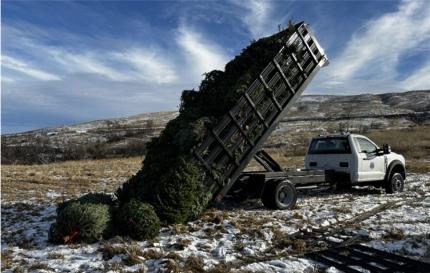 Trees being dumped by a truck