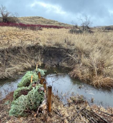 Trees being used to enhance beaver dam analogs