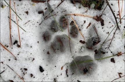 Cougar tracks in the snow