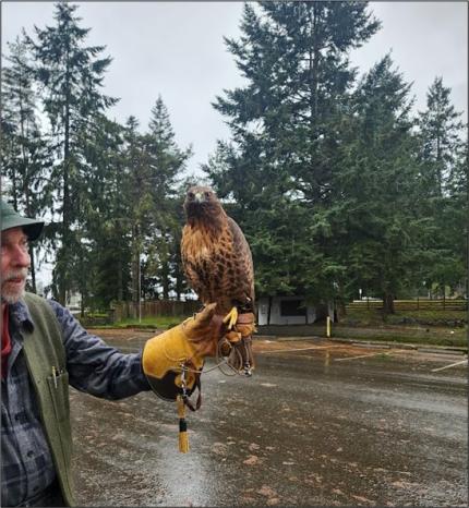 A falconer with his red-tailed hawk