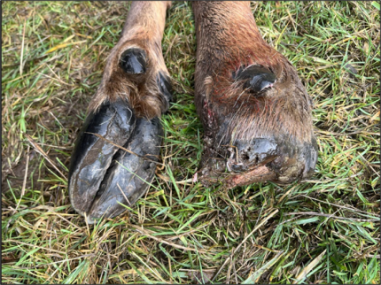 Elk hooves affected by TAHD