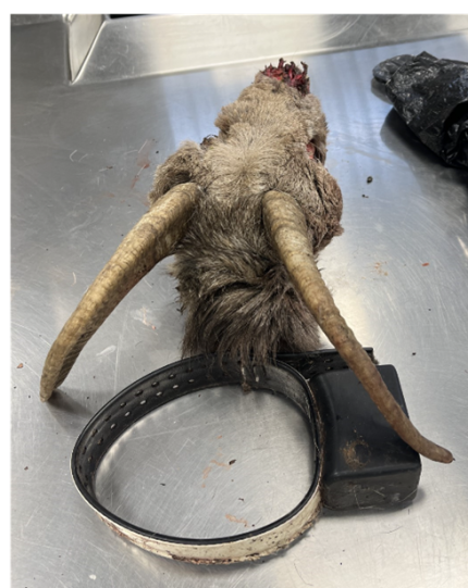 Remains of a female bighorn sheep from the Lincoln Cliffs herd.