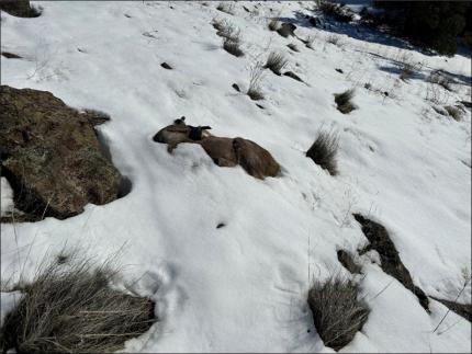 Intact mule deer carcass in the snow