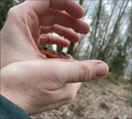 Rough-skinned newt in a hand