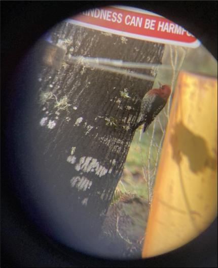 Red-breasted sapsucker