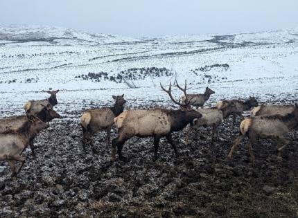 A herd of elk