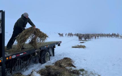 Volunteer feeding elk at the Joe Watt feed site on the L.T. Murray Wildlife Area.