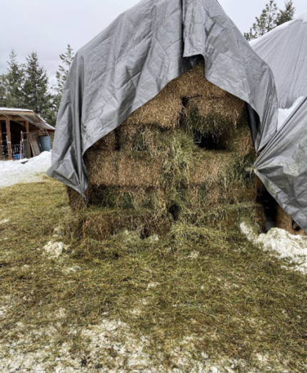 Damage to Ferry County haystack caused by elk. 