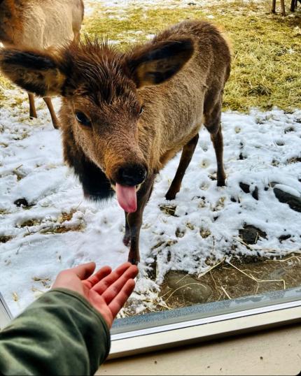 An elk calf