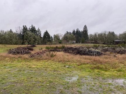 Before the clean-up of the debris pile in Lakewood.