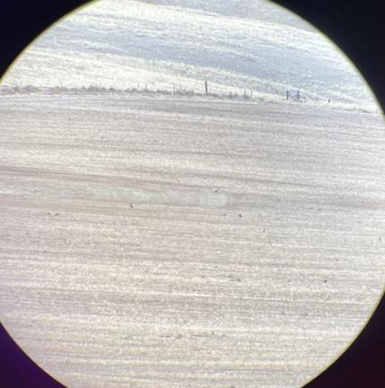 Several sage grouse leks through a scope